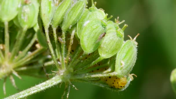 Parsnip Moth Caterpillar Depressaria Radiella — 图库视频影像