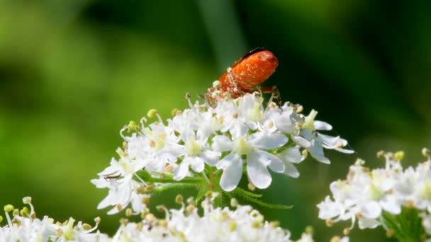 Escarabajo Soldado Cantharis Livida Sobre Flores Blancas — Vídeo de stock