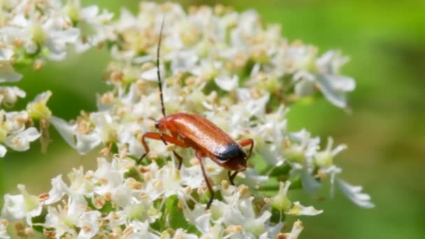 Maggiolino Soldato Cantharis Livida Fiori Bianchi — Video Stock