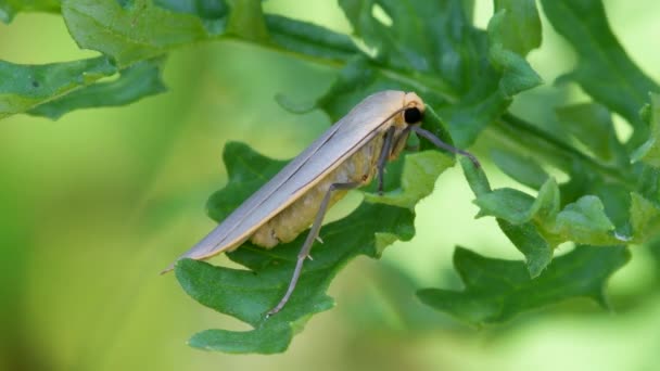 Britse Motten Dingy Footman Eilema Griseola — Stockvideo