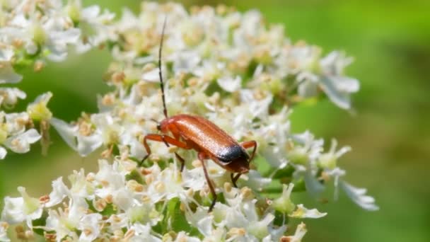 Żuk Żołnierski Cantharis Livida Białych Kwiatach — Wideo stockowe