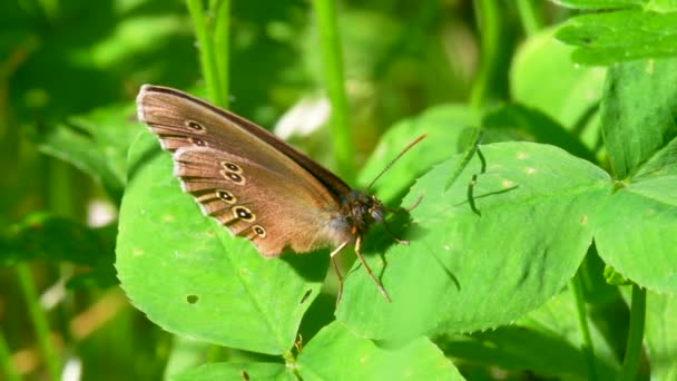 Motýl Prsten Aphantopus Hyperantus — Stock video