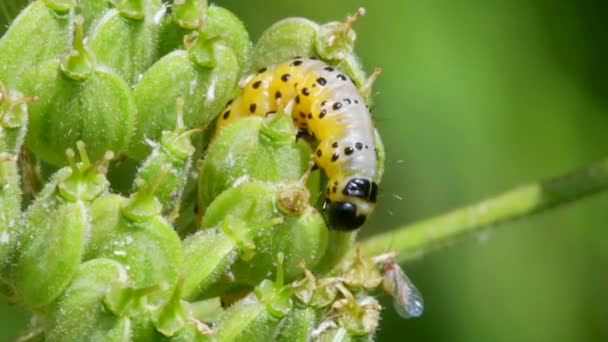 Parsnip Moth Caterpillar Depressaria Radiella Habitat — Vídeo de stock