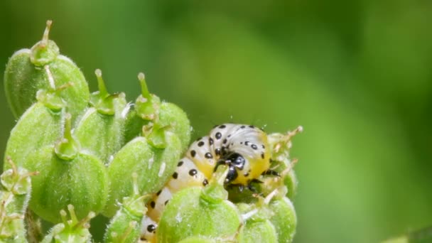 Traça Índia Caterpillar Depressaria Radiella Habitat — Vídeo de Stock