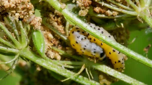 Parsnip Moth Caterpillar Depressaria Radiella Habitat — Vídeo de stock