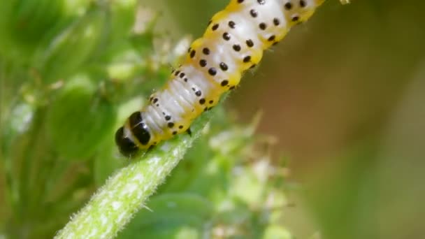 Parsnip Moth Caterpillar Depressaria Radiella Habitat — Vídeo de stock
