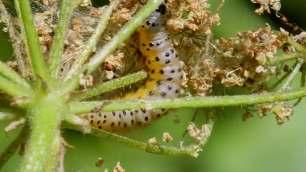 Traça Índia Caterpillar Depressaria Radiella Habitat — Vídeo de Stock