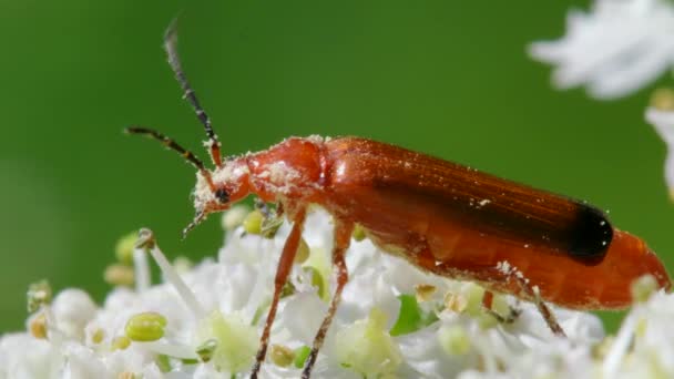 Żuk Żołnierski Cantharis Livida Białych Kwiatach — Wideo stockowe