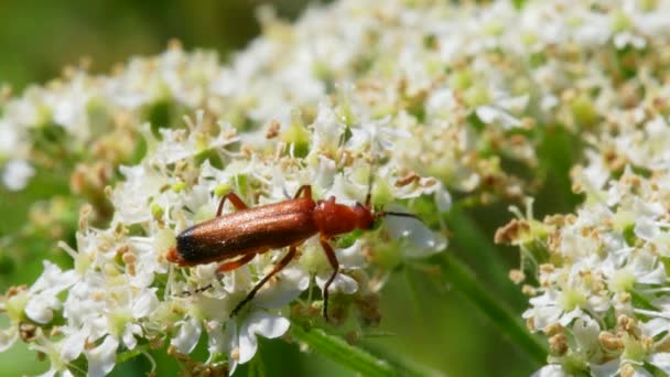 Żuk Żołnierski Cantharis Livida Białych Kwiatach — Wideo stockowe