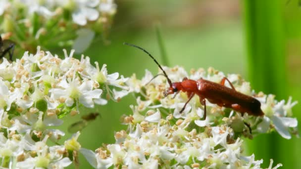 Soldier Beetle Cantharis Livida White Flower — 비디오