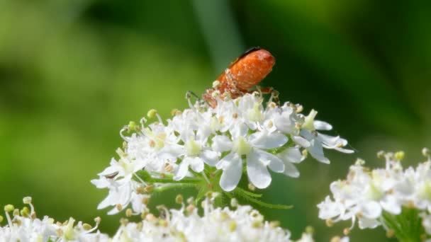 Soldier Beetle Cantharis Livida White Flowers — Stock Video