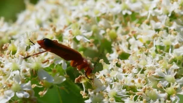 Жук Солдат Cantharis Livida Белых Цветах — стоковое видео