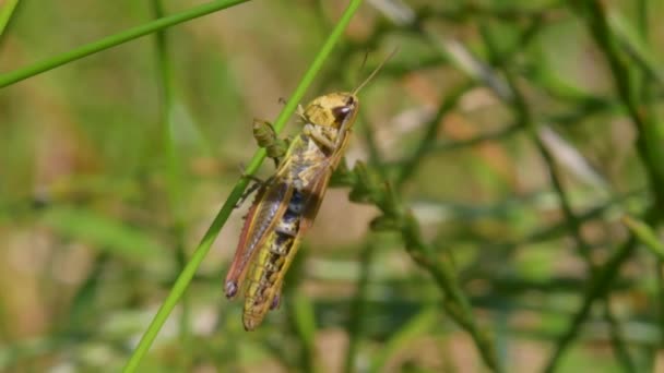 Gafanhoto Prado Chorthippus Parallelus Habitat — Vídeo de Stock