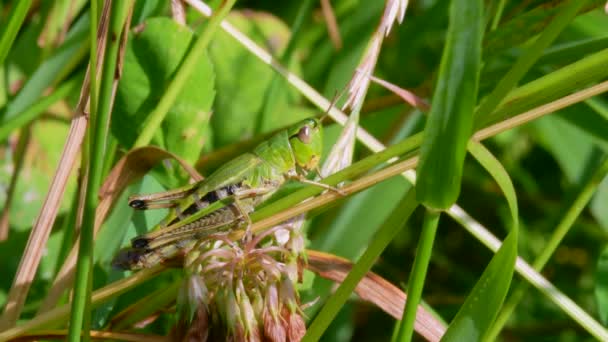 Ängsgräshoppa Chorthippus Parallelus Habitat — Stockvideo