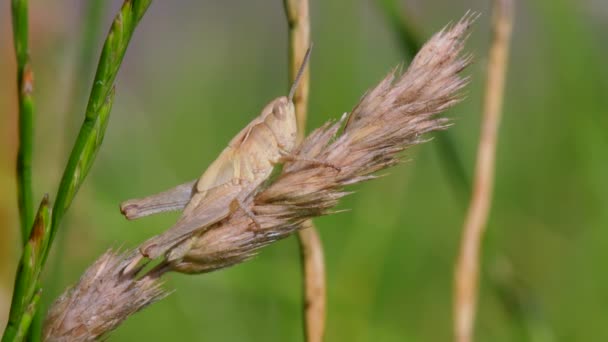 Grashüpfer Chorthippus Parallelus Lebensraum — Stockvideo