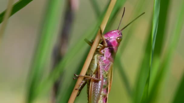 Pink Grasshopper Junges Weibchen Der Wiesenheuschrecke Chorthippus Parallelus — Stockvideo