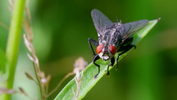 Terbang Daging Lalat Daging Sarcophaga Atas Rumput — Stok Video