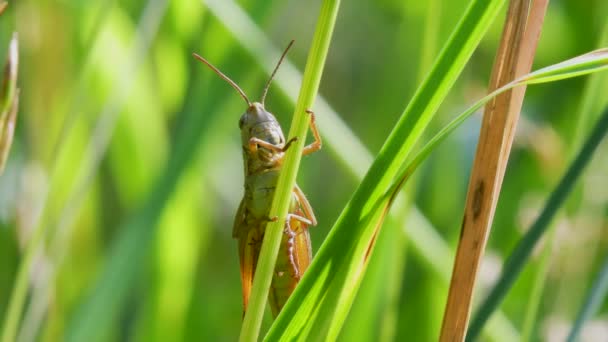 Meadow Grasshopper Chorthippus Parallelus Середовищі Існування — стокове відео