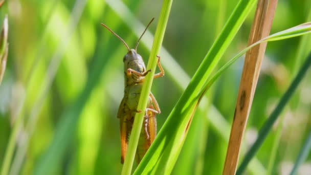Meadow Grasshopper Chorthippus Parallelus Hábitat — Vídeo de stock