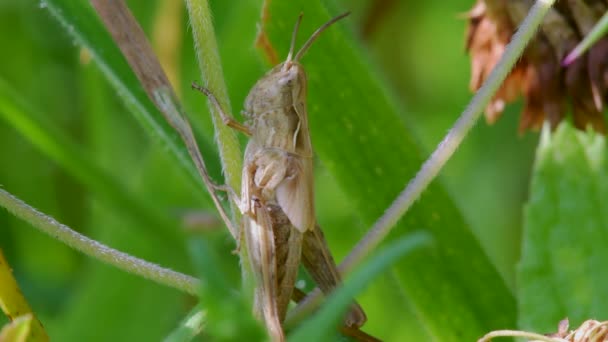 Meadow Grasshopper Chorthippus Parallelus Hábitat — Vídeos de Stock