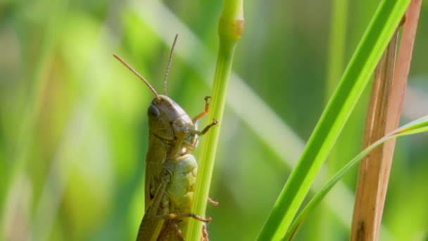 Meadow Grasshopper Chorthippus Parallelus Hábitat — Vídeo de stock