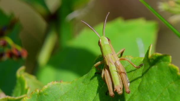 Meadow Grasshopper Chorthippus Paralelus Habitat — Videoclip de stoc