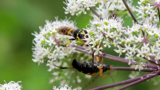 Longhorn Tachetée Guêpe Tête Carrée Sur Fleurs Blanches — Video