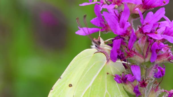 Brimstone Común Gonepteryx Rhamni Mariposa Sobre Flores Rosadas — Vídeo de stock