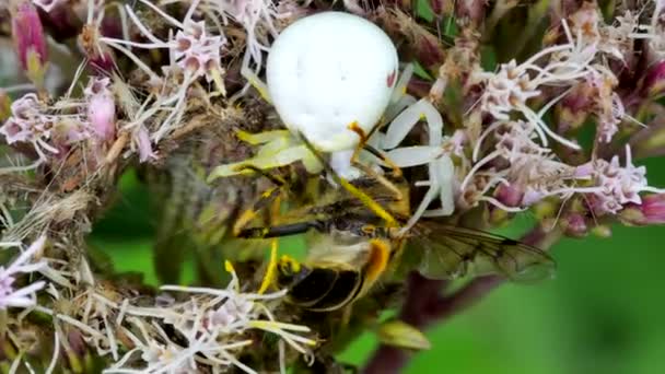 Predator Prey Flower Crab Spider Misumena Vatia Hoverfly Flower — Stok Video