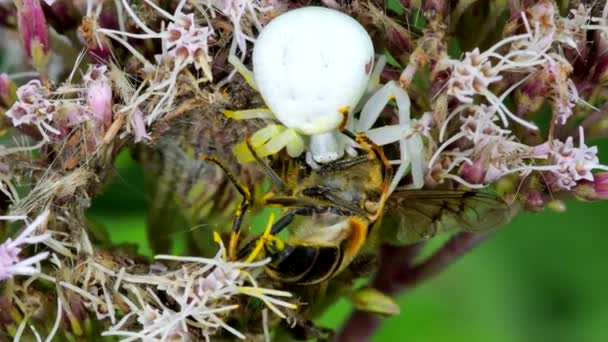 プレデターとプレイ 花のカニスパイダー 花の上にホバーフライとMisumena Vatia — ストック動画