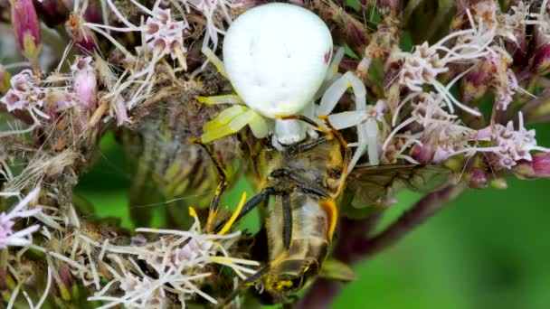 Predator Presa Araña Cangrejo Flores Misumena Vatia Con Mosca Voladora — Vídeo de stock