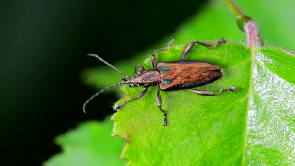 Donacia Vulgaris Reed Beetle Leaf Beetle Hoja — Vídeos de Stock