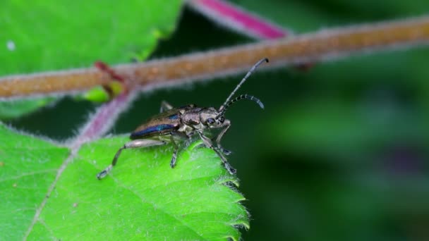 Donacia Vulgaris Rietkever Bladkever Blad — Stockvideo