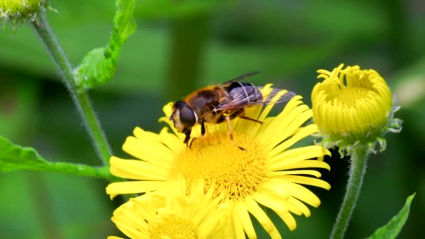 Hoverflies Mouche Des Drones Eristalis Nemorum Sur Les Fleurs — Video