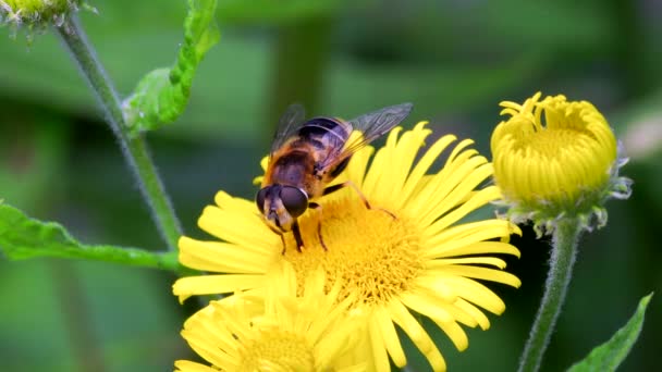 Hoverflies Drone Fly Eristalis Nemorum Nas Flores — Vídeo de Stock