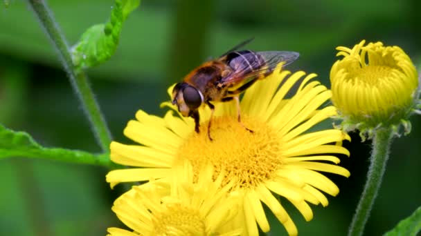 Hoverflies Mouche Des Drones Eristalis Nemorum Sur Les Fleurs — Video