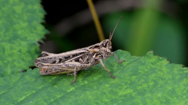 Meadow Grasshopper Chorthippus Parallelus Habitat — Stok video