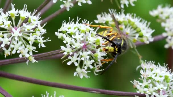 Vespa Saxão Dolichovespula Saxonica Umas Flores — Vídeo de Stock