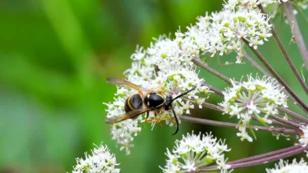 Саксонська Оса Dolichovespula Saxonica Квітці — стокове відео