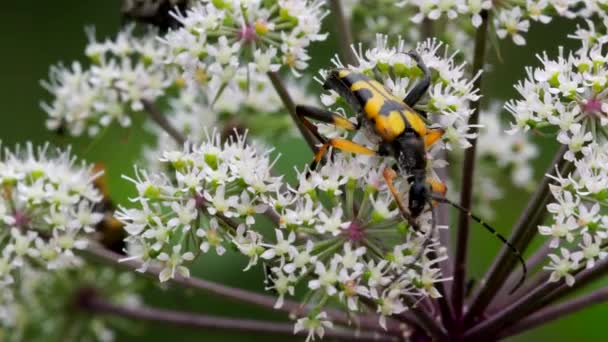 Manchado Longhorn Rutpela Maculata Flores Brancas — Vídeo de Stock