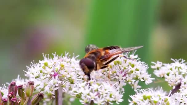 Hoverflies Drone Fly Eristalis Nemorum Nas Flores — Vídeo de Stock