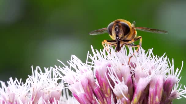 Uçan Sinekler Uçan Çiçeklerdeki Eristalis Nemorum — Stok video