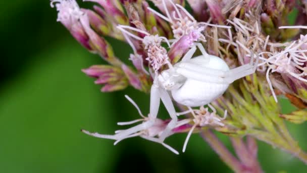 Predator Flower Crab Spider Misumena Vatia Hunting Flowers — Stock Video