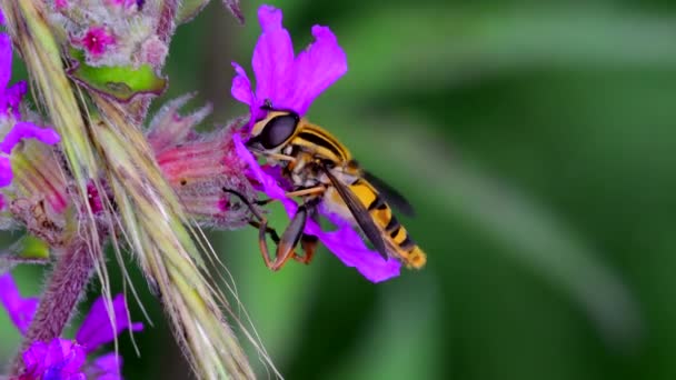 Schwebfliegen Schwebfliegen Auf Den Blüten — Stockvideo