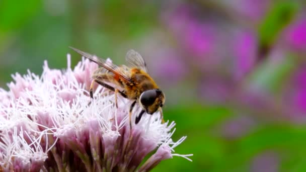 Hoverflies Drone Fly Eristalis Nemorum Nas Flores — Vídeo de Stock