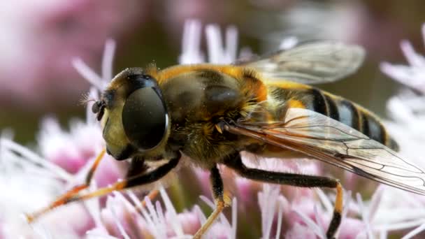 空中飞蝇 在花朵上的飞龙 艾瑞丝翠菊 — 图库视频影像