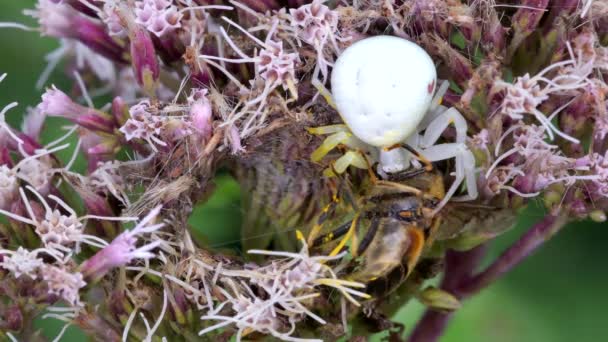 Predator Prey Flower Crab Spider Misumena Vatia Hoverfly Flower — Stok Video