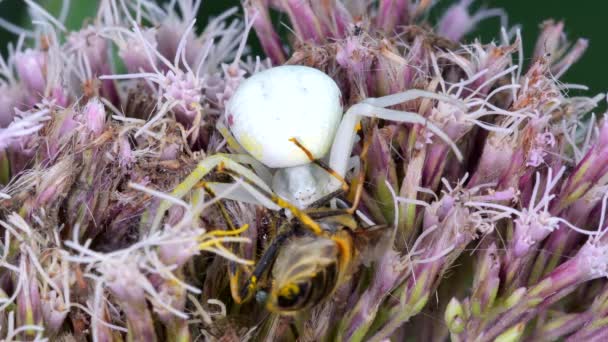 Predator Prey Flower Crab Spider Misumena Vatia Hoverfly Flower — стокове відео