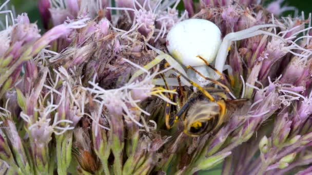 プレデターとプレイ 花のカニスパイダー 花の上にホバーフライとMisumena Vatia — ストック動画