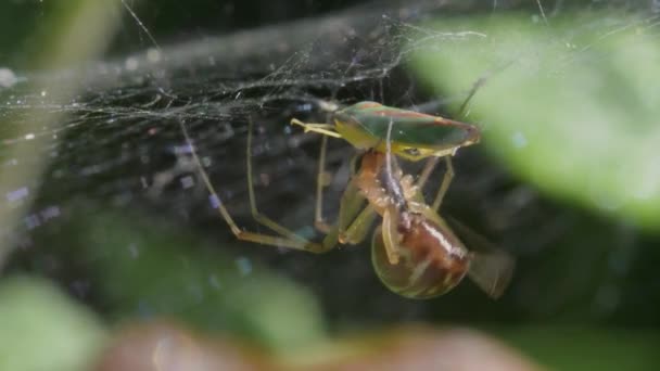 食肉动物和食肉动物 常见的蜘蛛网蜘蛛 三角线虫 — 图库视频影像